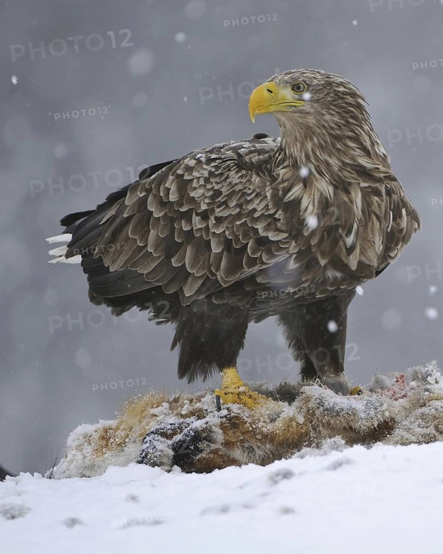 White-tailed Eagle (Haliaeetus albicilla), Norway