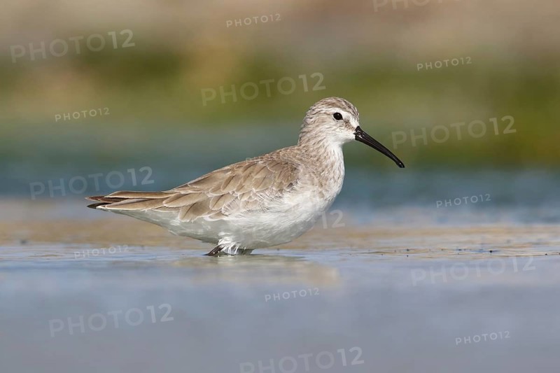 Curlew Sandpiper (Calidris ferruginea) foraging, Victoria, Australia