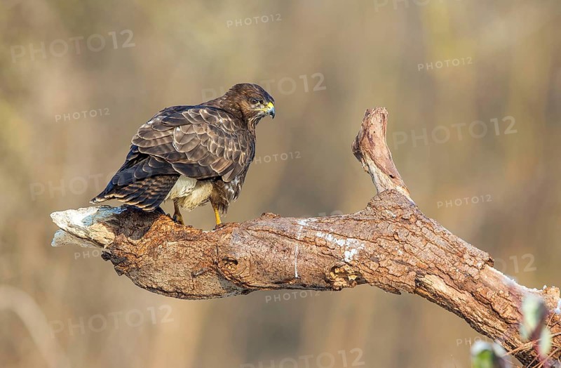 Common buzzard sitting room, (Buteo buteo), biotope, habitat, Baden-Württemberg, Federal Republic of Germany
