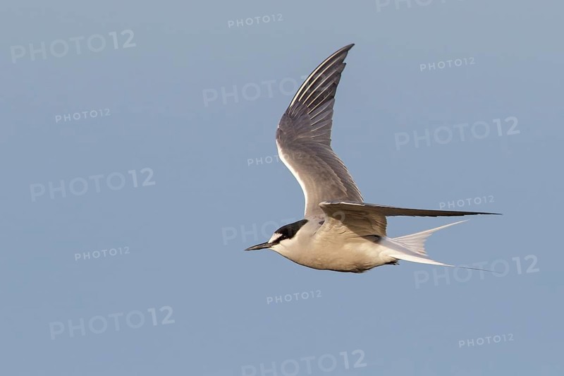 Aleutian Tern (Onychoprion aleuticus) flying near Nome, Alaska