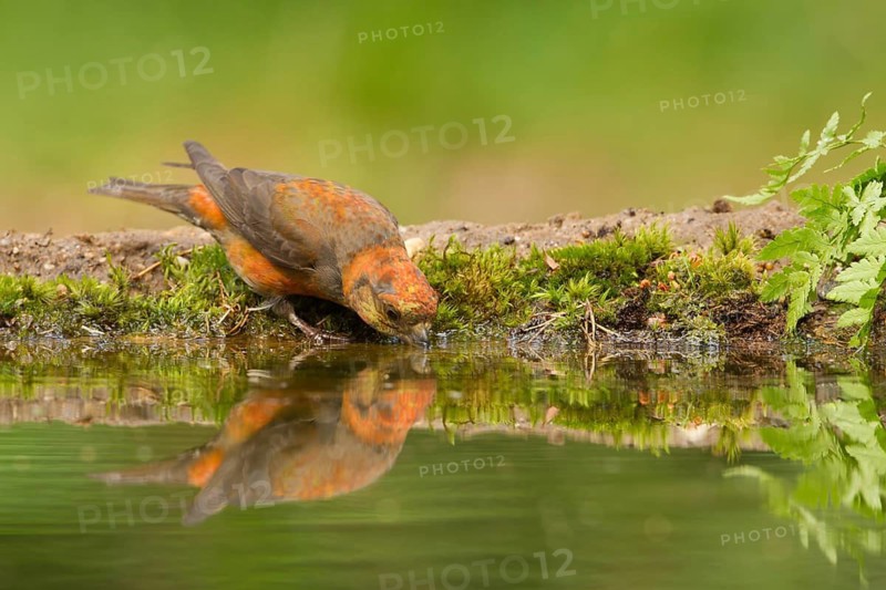 Red Crossbill (Loxia curvirostra) male, Utrecht, Netherlands