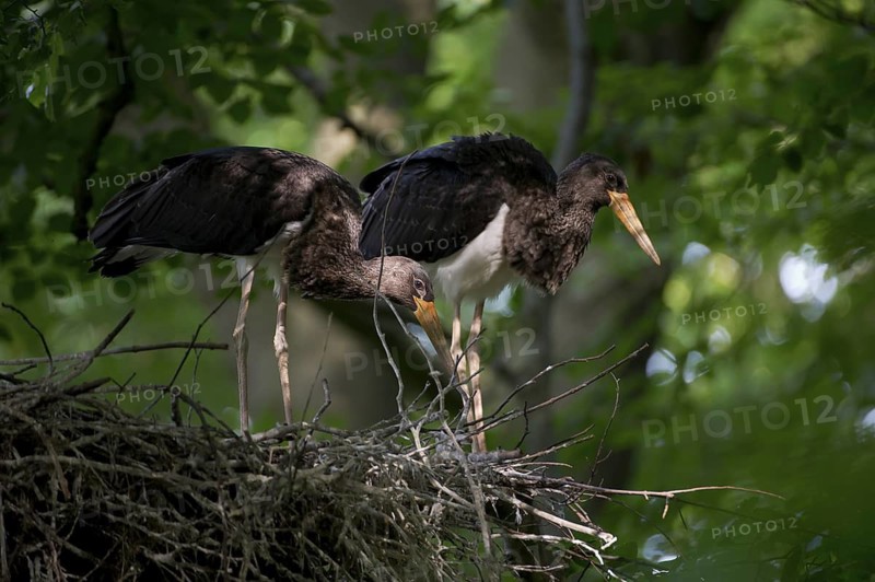 Black Stork (Ciconia nigra) nest, Saxony, Germany