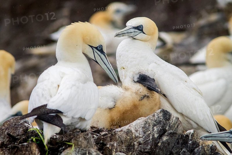 Northern Gannet (Morus bassanus) with chick on nest, Bass Rock, Scotland, United Kingdom
