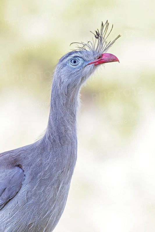 Red-legged Seriema (Cariama cristata) in the Atlantic Rainforest of Brazil