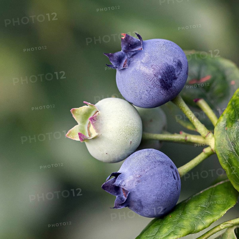 Blueberry fruit fruits (Vaccinium corymbosum BRAZELBERRY 'Jelly Bean'), Cambridge Botanical Garden, Germany