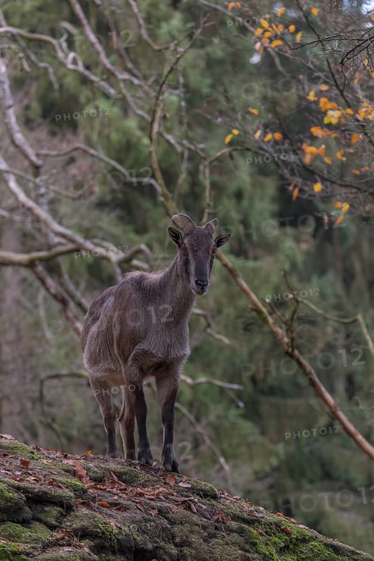 One female Himalayan Tahr (Hemitragus jemlahicus) standing on rocks in a forest. Green forest in the background
