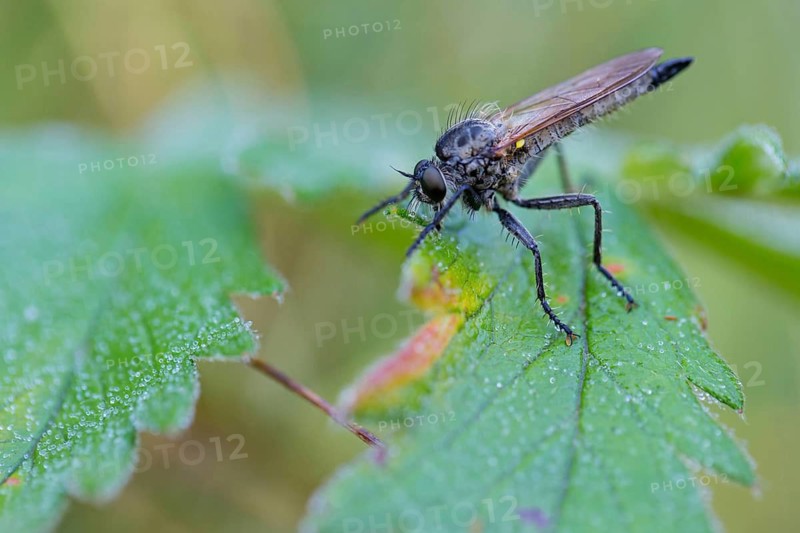 Notch-nosed robber fly, Dysmachus fuscipennis, female, female, Muselievo, ????????? / Muselievo, ?????? / Pleven, Bulgaria
