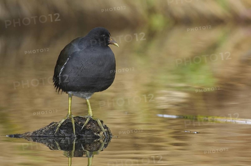 Common Moorhen (Gallinula chloropus), Arizona, USA