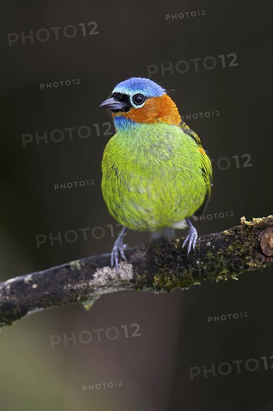 Red-necked Tanager (Tangara cyanocephala), Bahia, Brazil