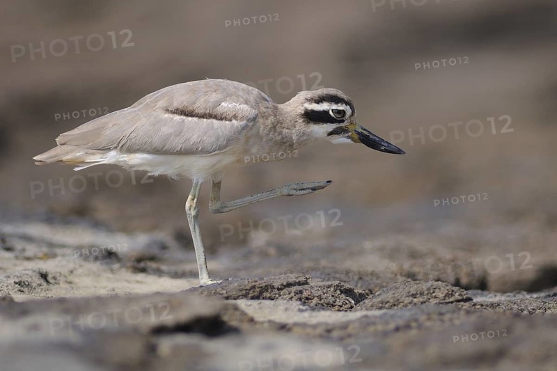 Great Stone-curlew (Esacus recurvirostris), India