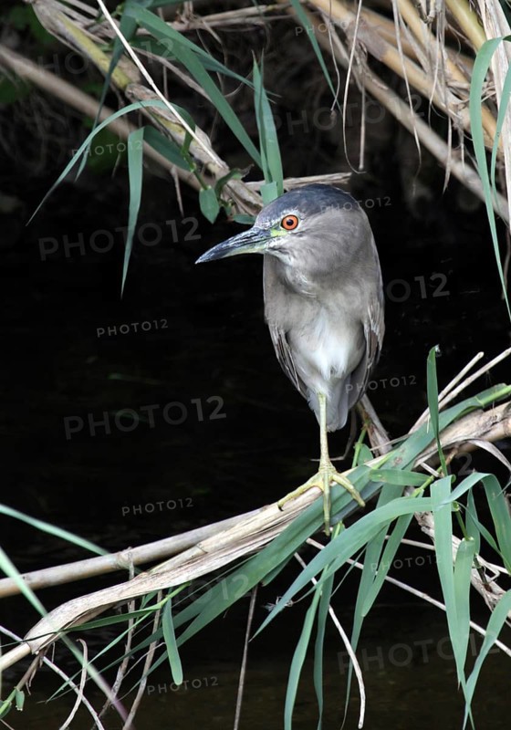 Black-crowned Night Heron (Nycticorax nycticorax), France