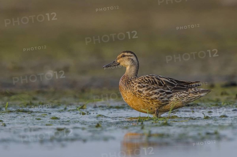 Garganey (Spatula querquedula) female, Schleswig-Holstein, Germany