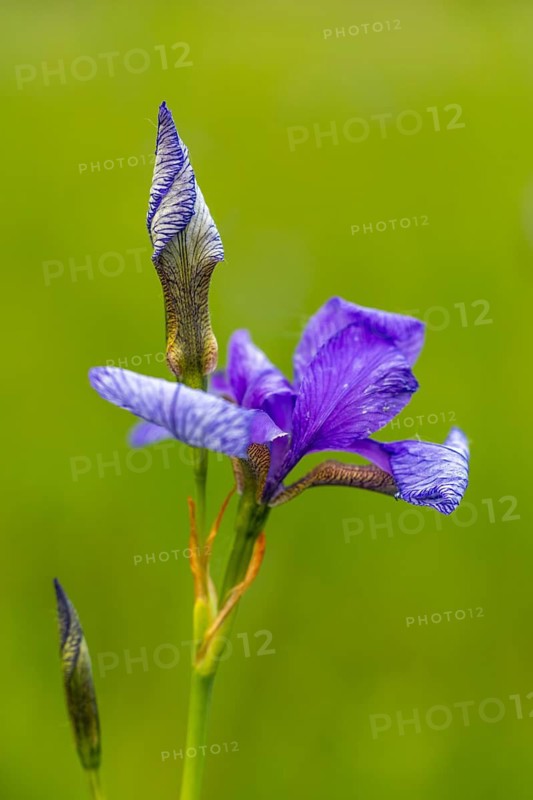 Siberian iris (Iris sibirica), Iris family (Iridaceae), Eriskircher Ried, Baden-Württemberg, Baden-Württemberg, Germany