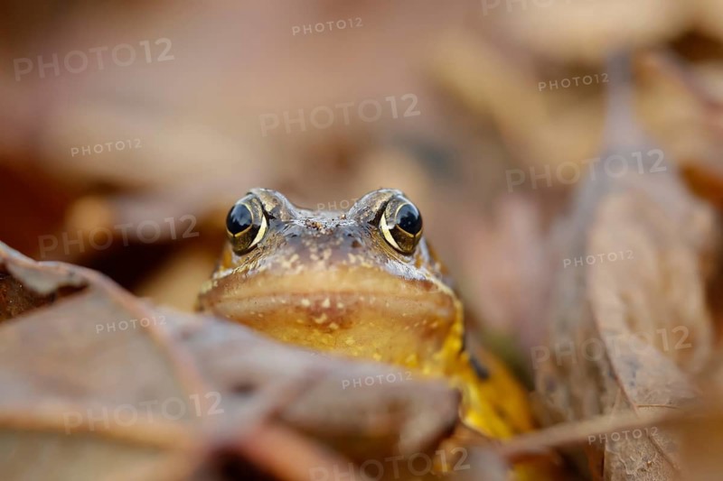 Common frog (Rana temporaria) adult amphibian amongst fallen autumn leaves in a garden, Suffolk, England, United Kingdom