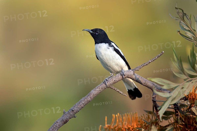 Pied Honeyeater (Certhionyx variegatus) male perched on a branch, Victoria, Australia