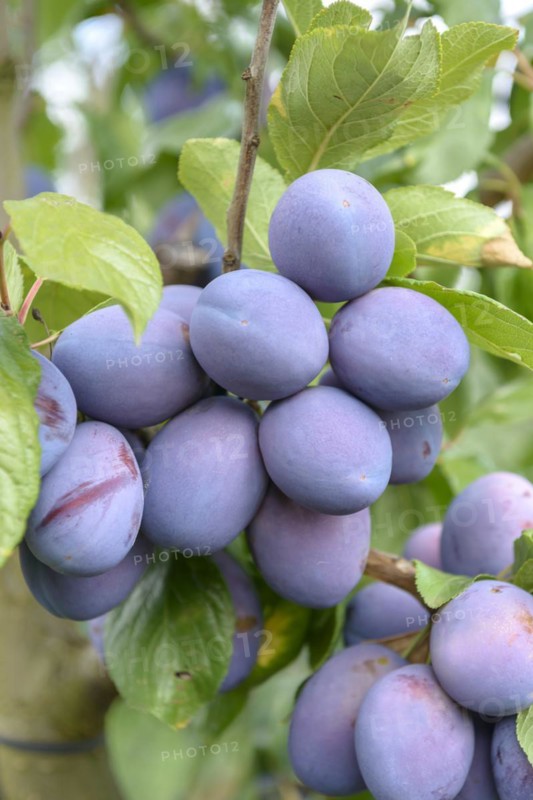 Plum (Prunus domestica 'President'), LVG Erfurt, Erfurt, Thuringia, Germany