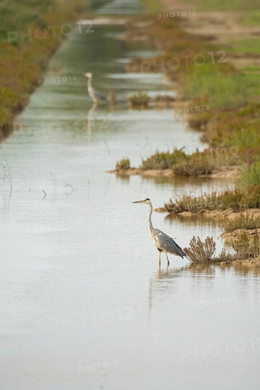 A grey heron stands gracefully in a tranquil wetlands setting, surrounded by lush greenery and reflective water, showcasing the beauty and calm of a natural habitat