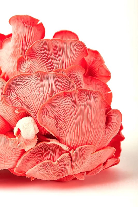 Pink oyster mushroom, bunch, close-up, raw, no people