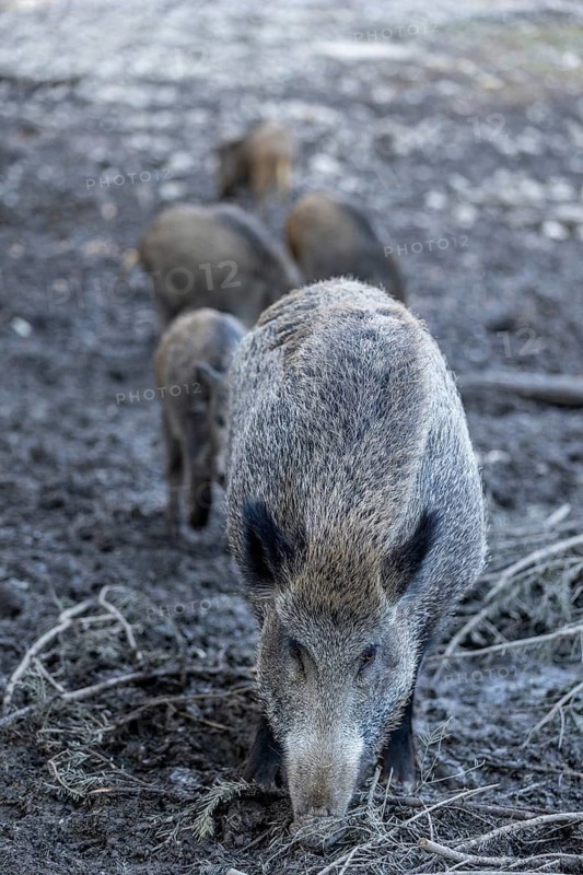 Wild boar (Sus scrofa), Daun Wildlife Park, Vulkaneifel, Rhineland-Palatinate, Germany