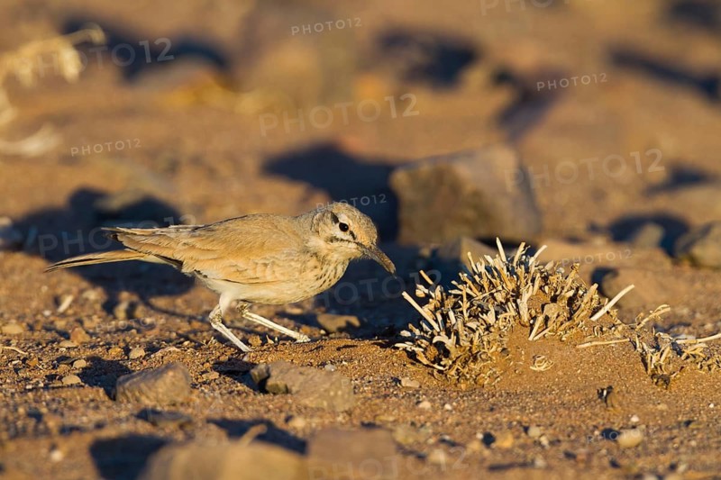 Greater Hoopoe Lark - Wüstenläuferlerche - Alaemon alaudipes ssp. alaudipes, Morocco