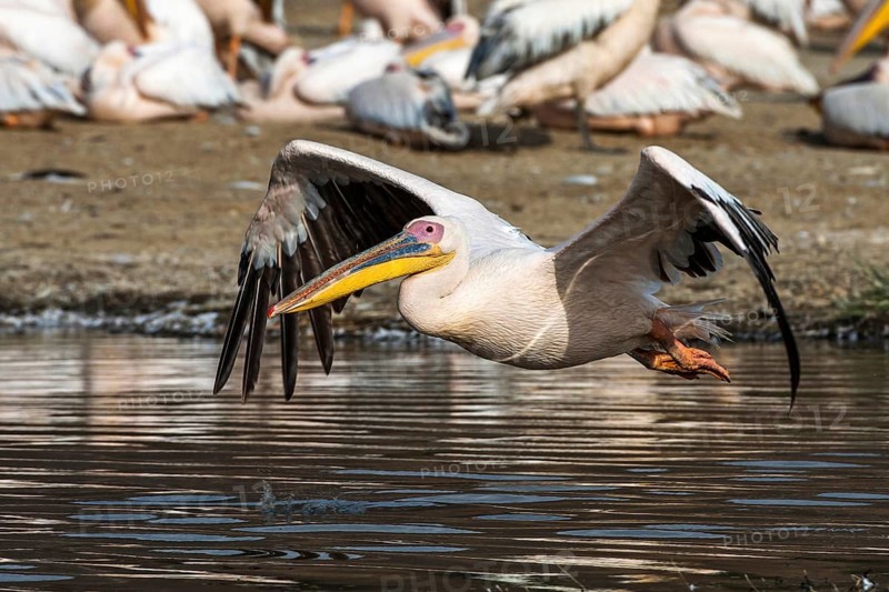 Great white pelicans (Pelecanus onocrotalus), Lake Nakuru, Kenya