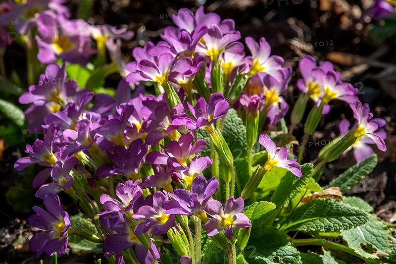 Purple primrose (Primula sp.), Baden-Württemberg, Germany