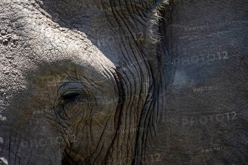 A detailed close-up image of an African elephant's eye and wrinkled skin, showcasing the unique texture and natural environment of a resident of Kenya's savannah
