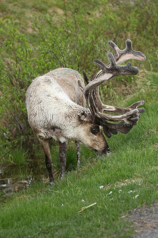 Reindeer (Rangifer tarandus) male, domesticated animal with strong velvet antlers, tundra, northern Finland, Scandinavia