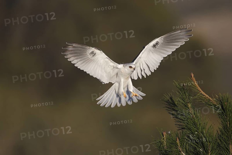 White-tailed Kite (Elanus leucurus) juvenile approaching, California, USA
