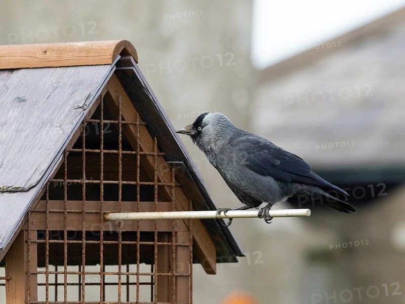 Jackdaw (Coleous monedula), adult bird perched on a feeding station, Northumberland, England, UK