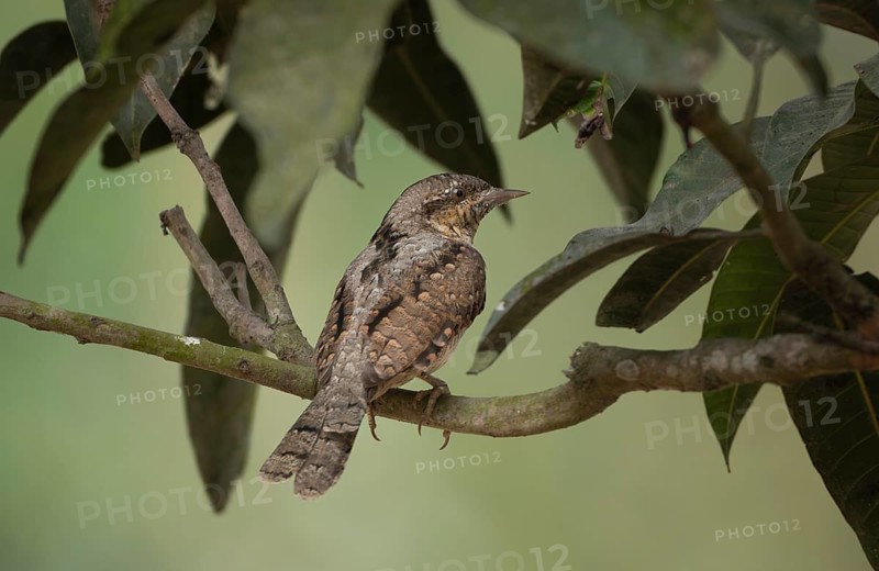Eurasian wryneck or northern wryneck (Jynx torquilla) on a tree branch, Sreepur, Gazipur, Bangladesh