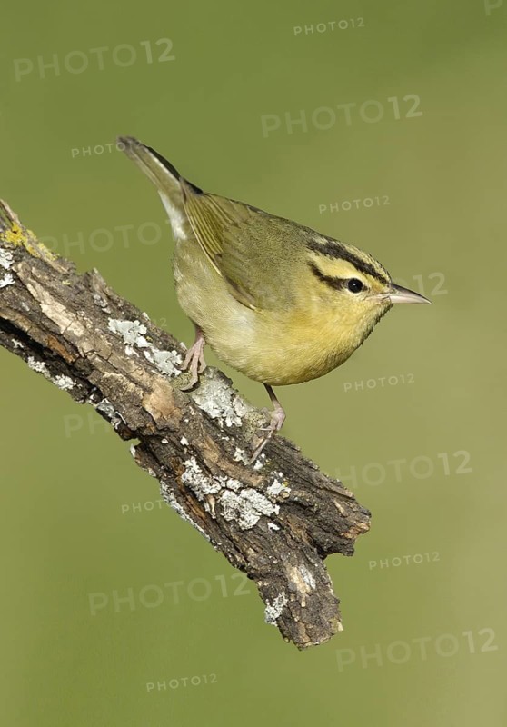 Worm-eating Warbler (Helmitheros vermivorum), Texas, USA