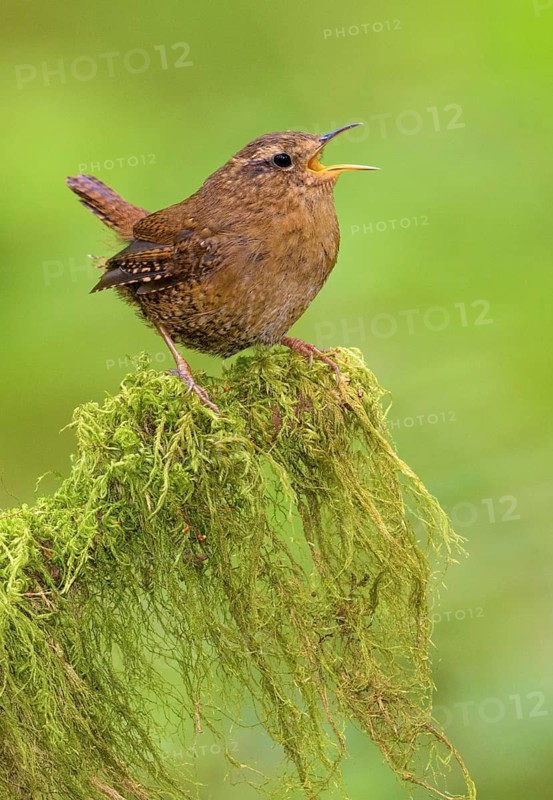 Pacific Wren (Troglodytes pacificus) singing, British Columbia, Canada