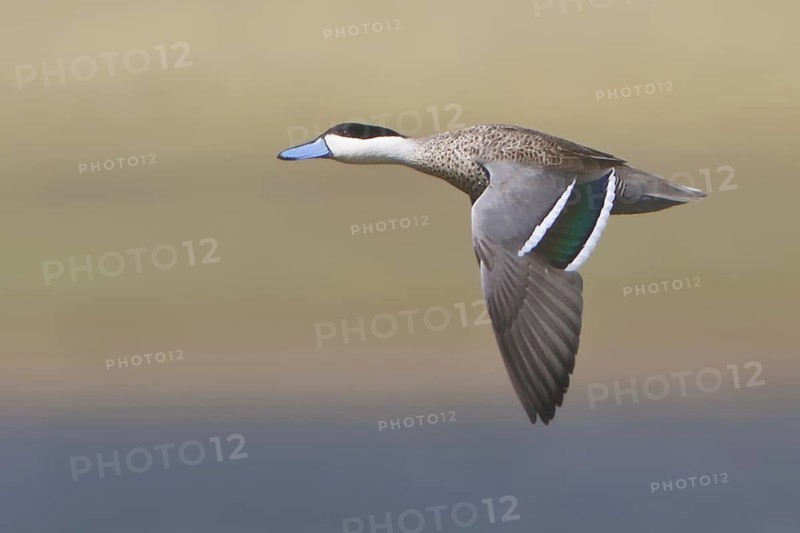 Puna Teal (Spatula puna), Central Highlands, Peru