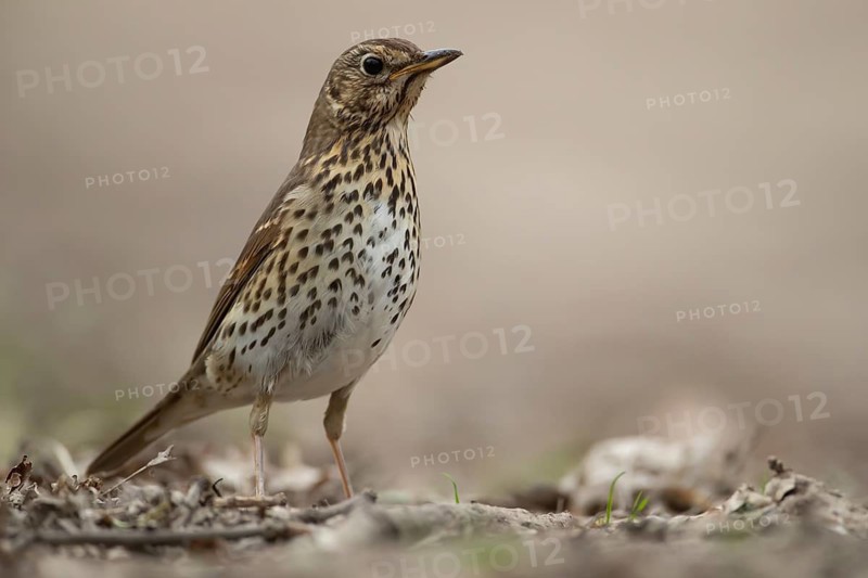Song thrush (Turdus philomelos) adult garden bird in a woodland in spring, England, United Kingdom