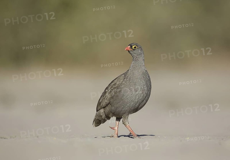 Red-billed Spurfowl (Pternistis adspersus), Chobe, Botswana