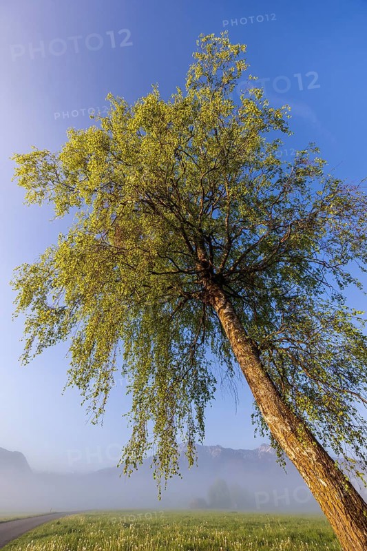 Tree, birch, light green leaves, morning light, fog, mountains, path, sunny, spring, Loisach-Lake Kochel-Moor, Alpine foothills, Bavaria, Germany