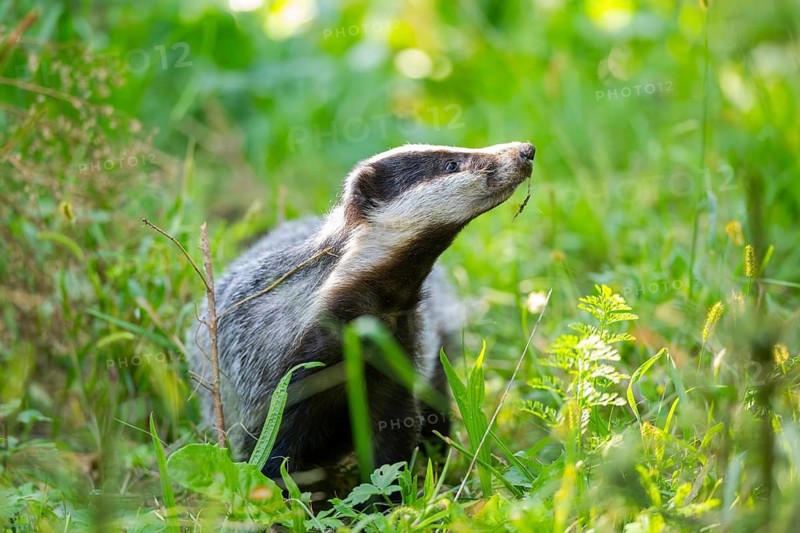 European badger (Meles meles) on a meadow, Hesse, Germany