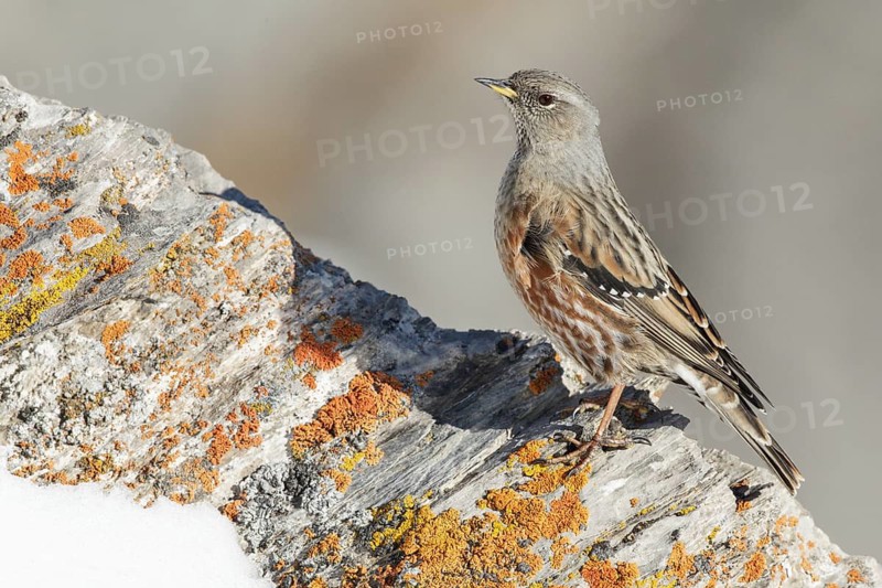 Alpine Accentor (Prunella collaris) Valais, Switzerland