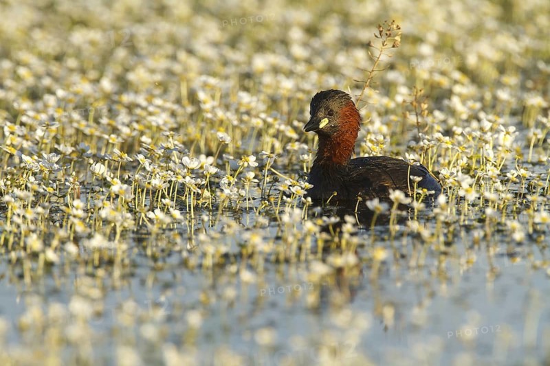 Little Grebe (Tachybaptus ruficollis), Castile-La Mancha, Spain