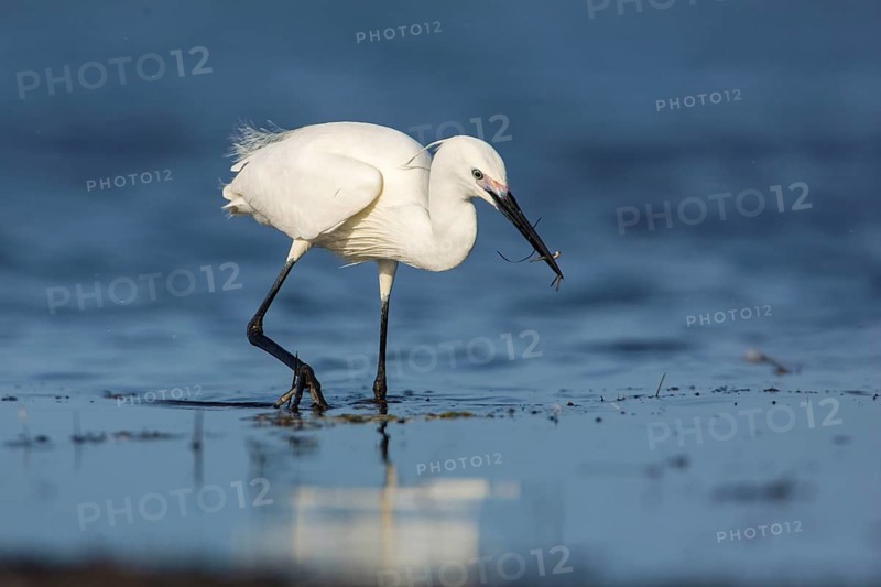 Little Egret (Egretta garzetta) foraging, Victoria, Australia