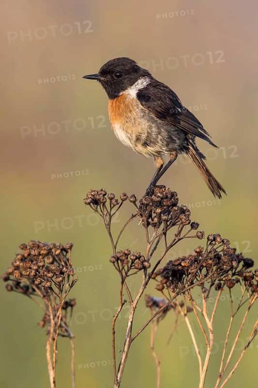 European Stonechat (Saxicola rubicola) male perched on a branch, Poland
