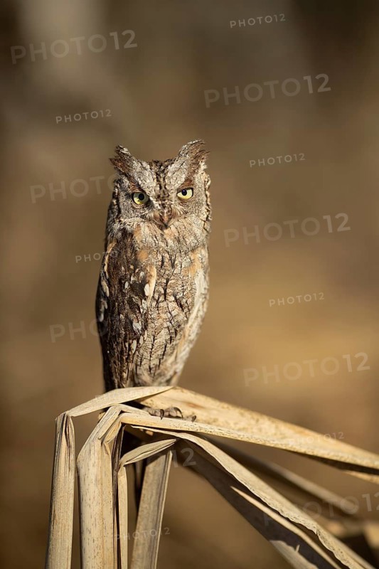 Eurasian Scops Owl (Otus scops) captive, Germany