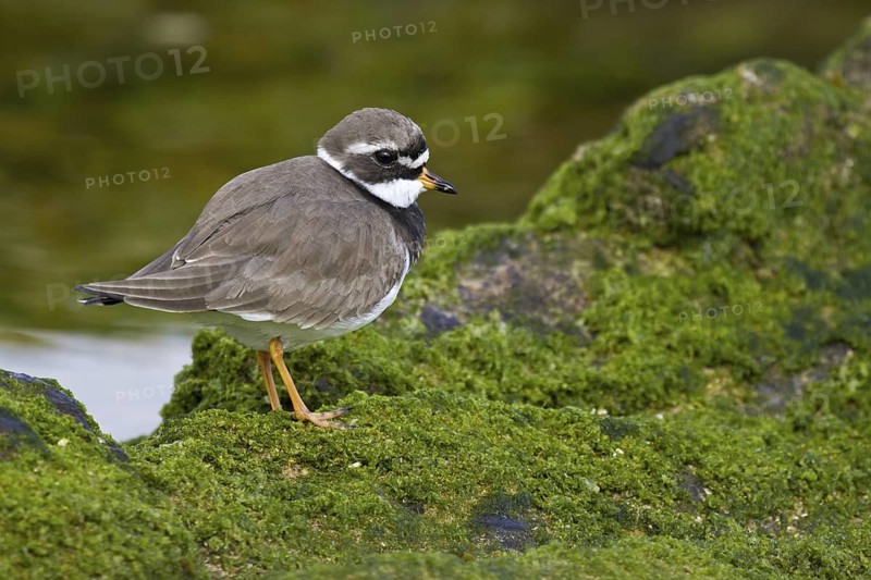 Common Ringed Plover (Charadrius hiaticula), Asturias, Spain