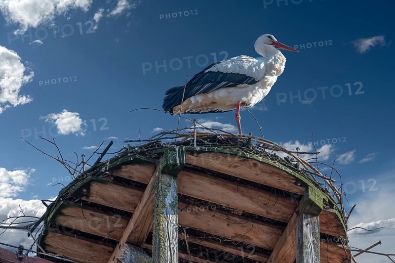 White stork (Ciconia ciconia) in the nest, cloudy sky, Lauf an der Pegnitz, Middle Franconia, Bavaria, Germany