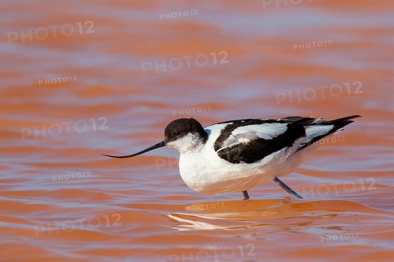 Pied Avocet (Recurvirostra avosetta), Lesvos, Greece