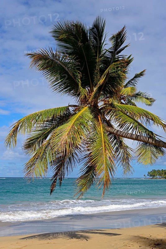 A solitary palm tree stands out on the sandy beach overlooking the calm sea, Limon beach, El Limón, El Seibo, Dominican Republic, Hispaniola, Caribbean, America