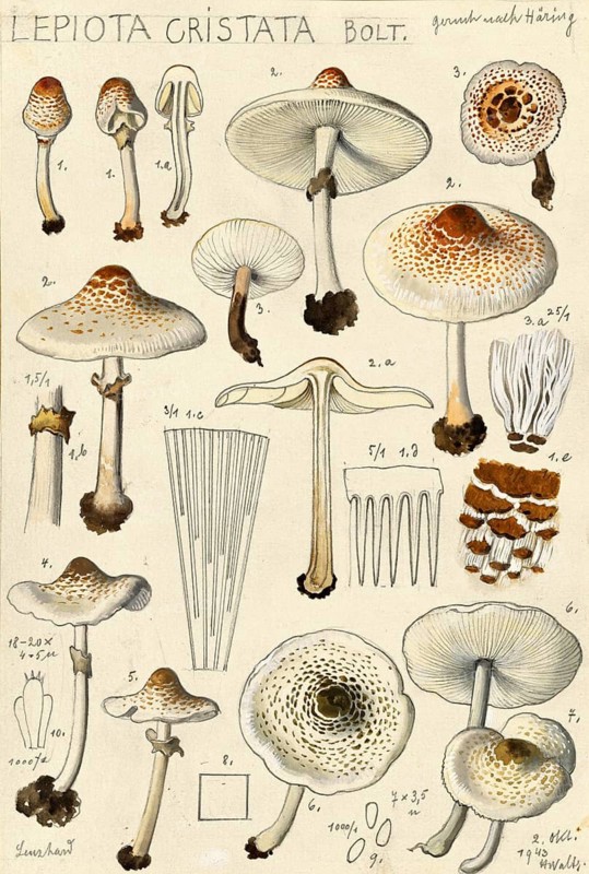 Mushroom, fungi, stink umbrella or comb umbrella, Lepiota cristata, authentic reproduction of an illustration by Hans Walty (1868-1948) from about 1915, historical