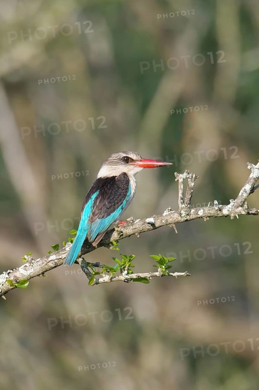 Brown-hooded kingfisher (Halcyon albiventris) on a branch, Kwazulu Natal Province, South Africa