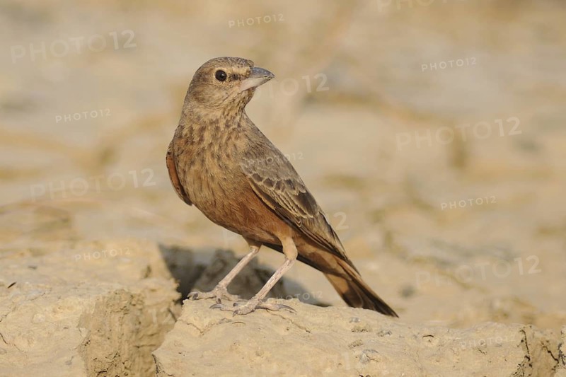 Rufous-tailed Lark (Ammomanes phoenicura), India